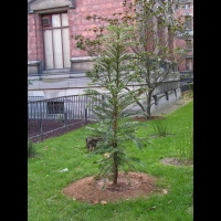 Pin Wollemi (00)